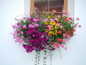 balcone con geranei e surfinie